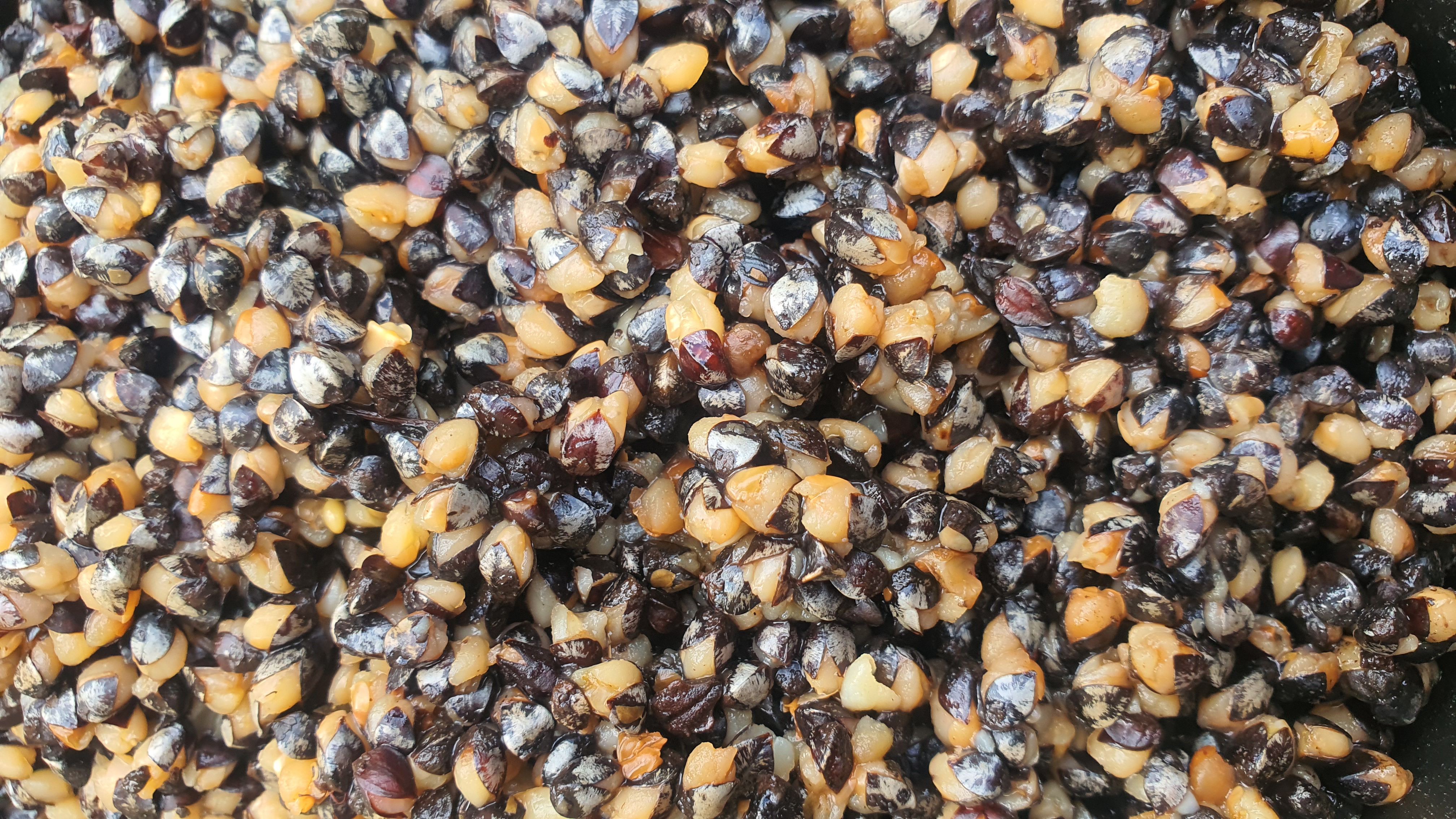 Buckwheat bucket image not loading